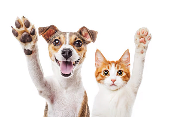 Pet Supplies